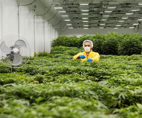 Medical marijuana growing facility