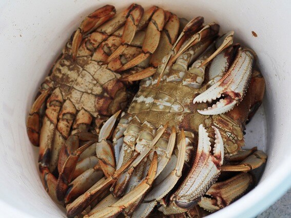 Crabs Toxic: California Issues Do-Not-Eat Dungeness Warning