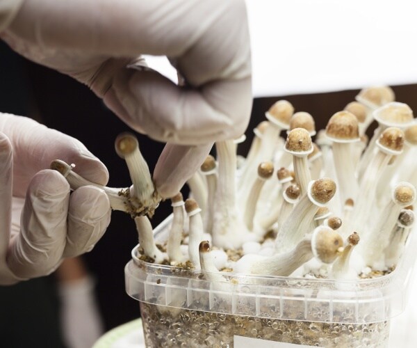 growing 'magic mushrooms' in a lab