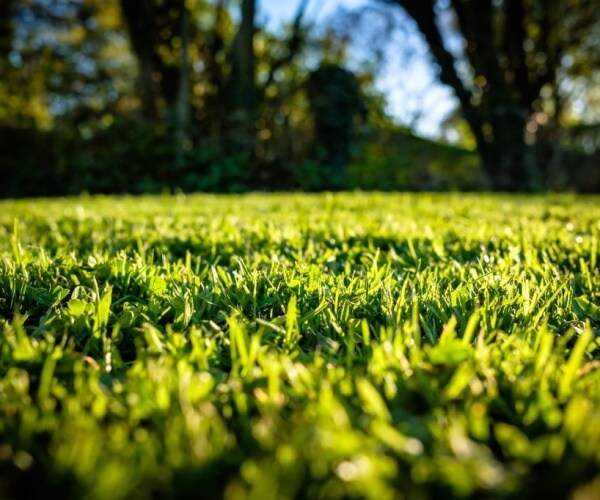 beautiful, green backyard lawn