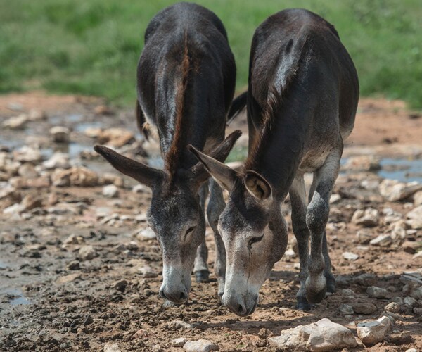 China Donkey Shortage Where E'jiao Lives on Burro'd Time