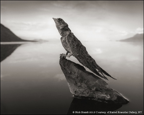 Lake Natron: Where Animals Turn Into Petrified Mummies