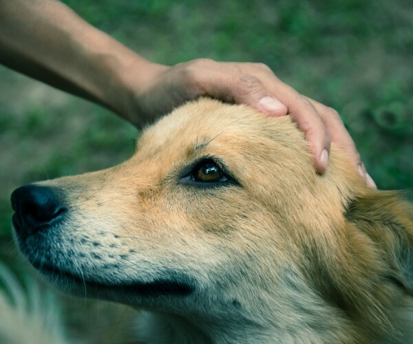 a hand petting a dog's head