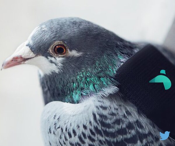 Pigeon Backpacks Pollution Study: Birds Help Monitor London's Air Quality