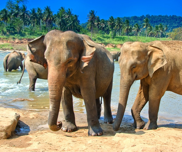 Elephants and Cancer: Disease Is Rare Because of Tumor-Suppressing Gene