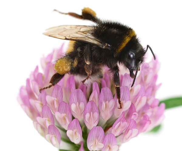 Bumble Bee Endangered: Rusty Patch Numbers Down 87 Percent