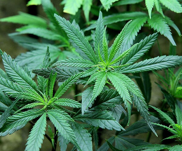 Report: Legal Sales of Marijuana Hit $5.4B in 2015