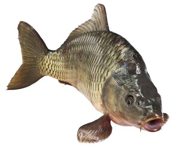 Australia Carp: Herpes Virus Being Used to Kill Invaders