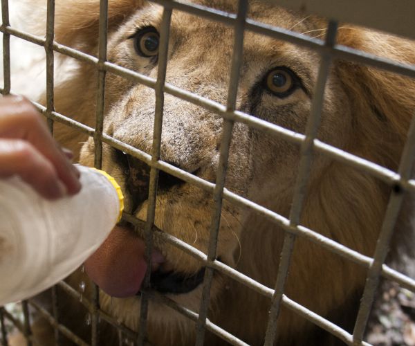 Houston Zoo Lion Dies: Staff, Visitors Mourn 18-Year-Old Jonathan