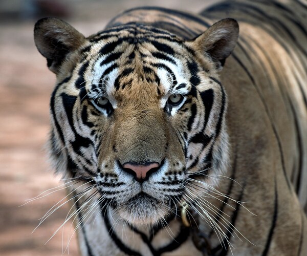 Tiger on Highway: Doha Cops Go Online to See What Happened