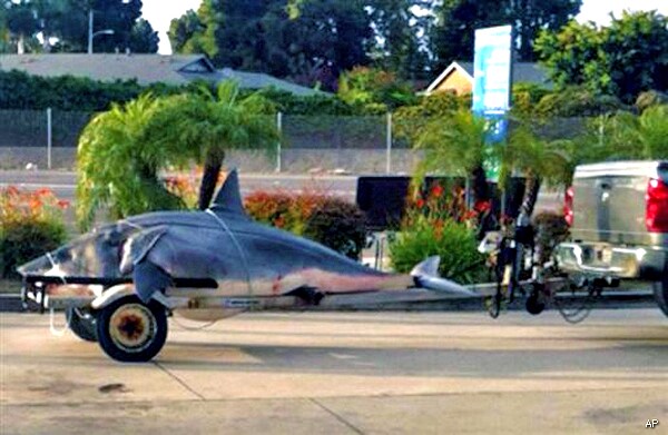 Giant Shark: 1300 Pound Mako Caught Off California a Record