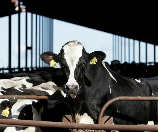 dairy cow at a dairy farm