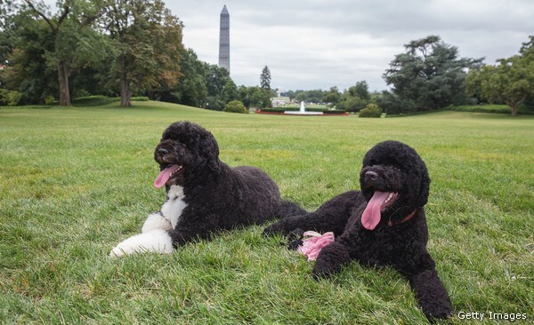 PETA Urges First Family to Adopt A Third Dog