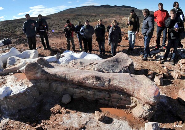 Titanosaur Dinosaur, Largest One Ever (so far), Debuts at Museum