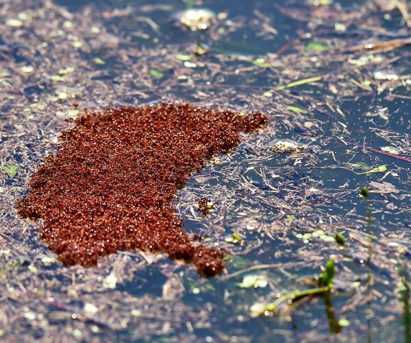 Tropical Storm Fire Ants Alert Warns of Floating Colonies