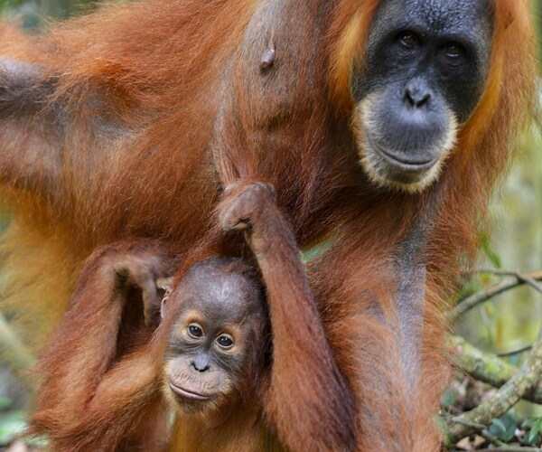 Orangutan in Sumatra is New Species, Most Endangered