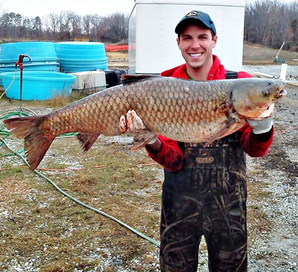 Voracious Asian Carp Invasion of Great Lakes Watershed Confirmed