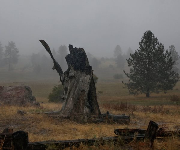 a tree stump behind a fence in the rain