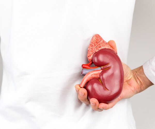 a model kidney