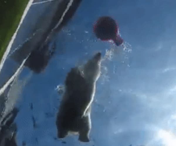 Nora: Polar Bear Cub Goes for First Swim at Columbus Zoo