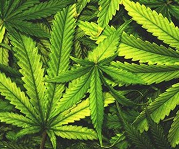 marijuana leaves