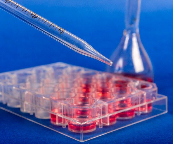 stem cells are shown being cultivated in a lab