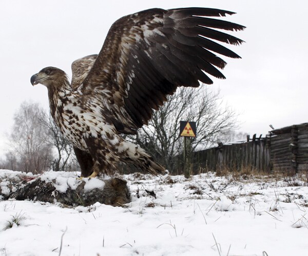 Chernobyl 30 Years Later: 'Extreme Tourism' Flourishes