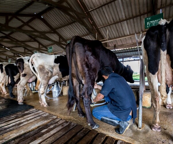 worker milking dairy cow at dairy farm