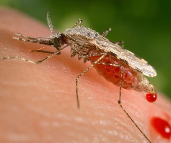 Mutant Mosquitos Malaria Resistant? Researchers Hope to Wipe Out Illness