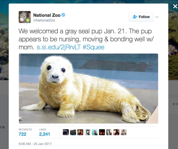 Zoos' Cute Animal Twitter Battle a Welcome Respite From News Lately