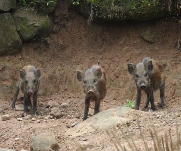 Report: Wild Boars Kill 3 ISIS Militants in Iraq