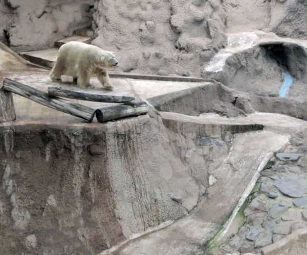 Arturo the Polar Bear Dies in Argentina Zoo After Years of Controversy