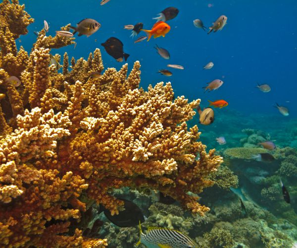 Great Barrier Reef Bleaching for 2nd Year Means No Recovery Time