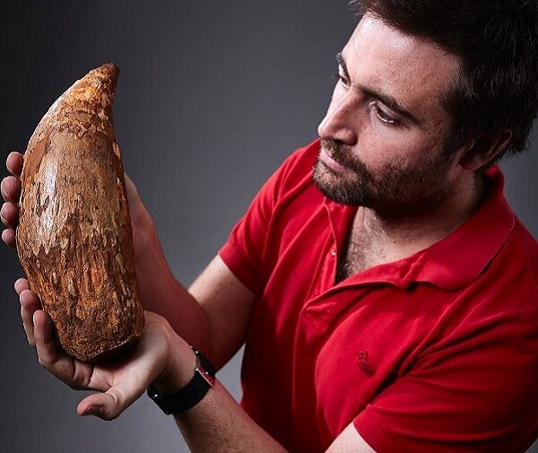 Killer Sperm Whale Tooth From Down Under Shakes Up Theory