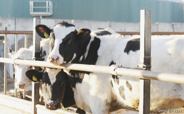 Study: Cow Methane Greenhouse Gas Emissions Greater Than Thought