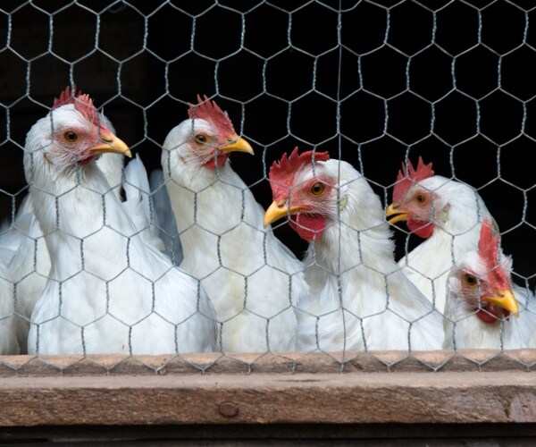 egg-laying chickens in coop