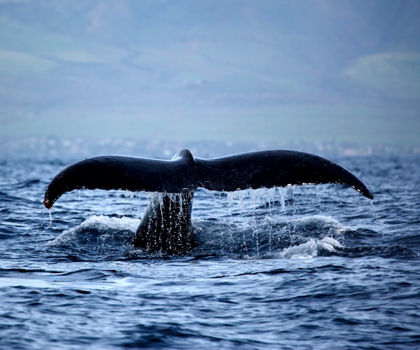 Whale in Ventura Harbor Swims Back to Ocean