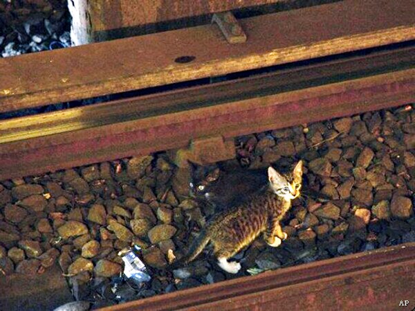 Two Tiny Kittens on the Loose Stop NYC Subway Lines During Rescue