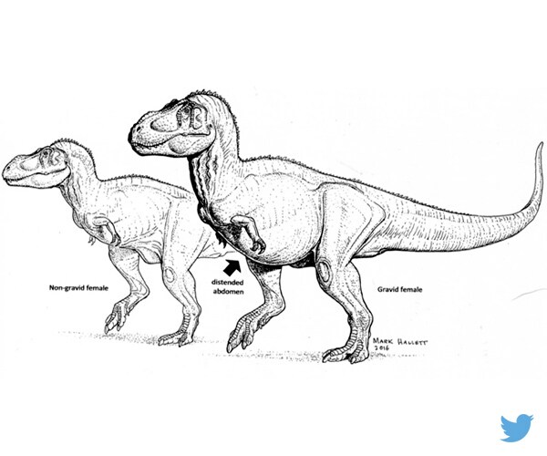 Pregnant T Rex Could Give Scientists a Breakthrough in Sex-Typing