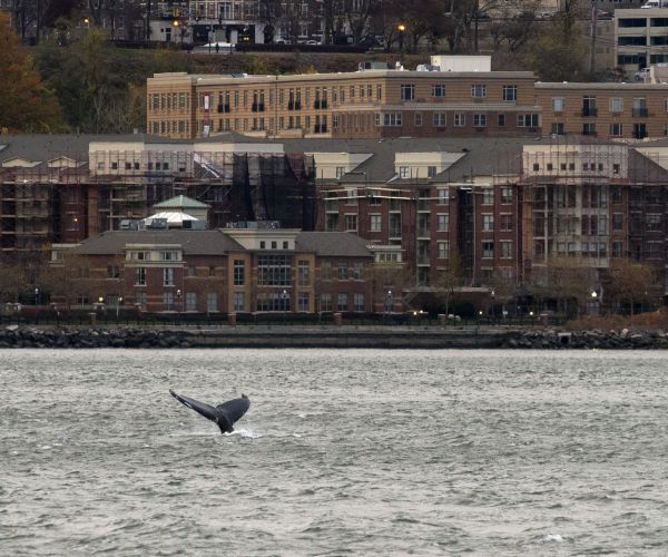 Humpback Whale Grounded Near Long Island Thought to Be Same One Swimming in Hudson