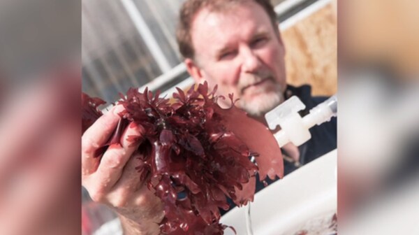 Bacon Seaweed: Scientists Patent a Strain of Red Sea Lettuce