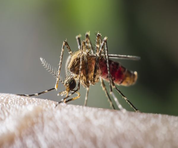 West Nile's Impact on Brain May Last Years