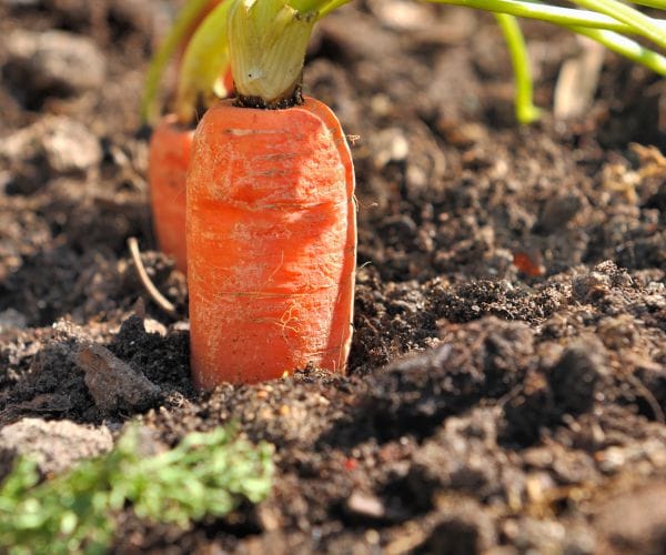 Engagement Ring Found on Carrot