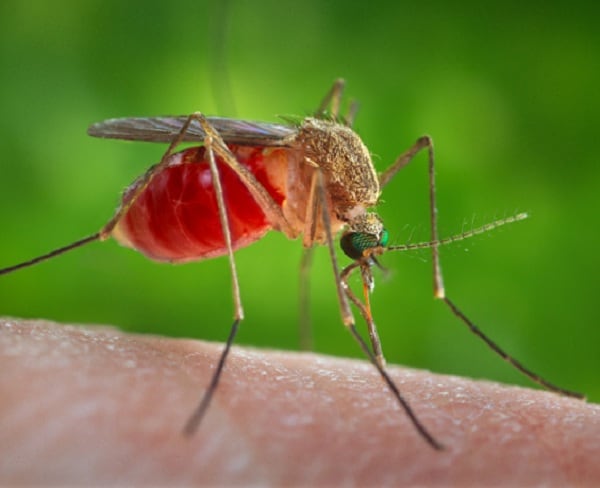 Houston Zika Virus Surfaces; Bite Not From Local Mosquito?