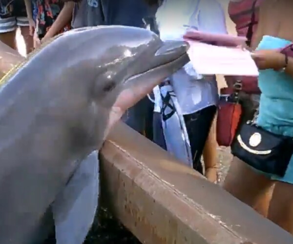 SeaWorld Dolphin's iPad Thievery Caught on Video