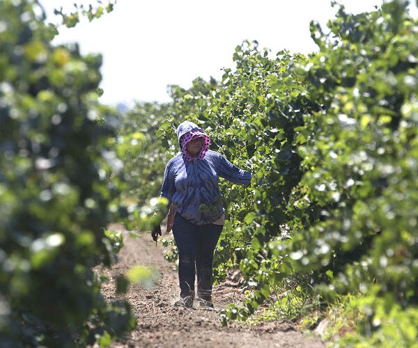 Trump's Deportation Vow Spurs California Farmers Into Action