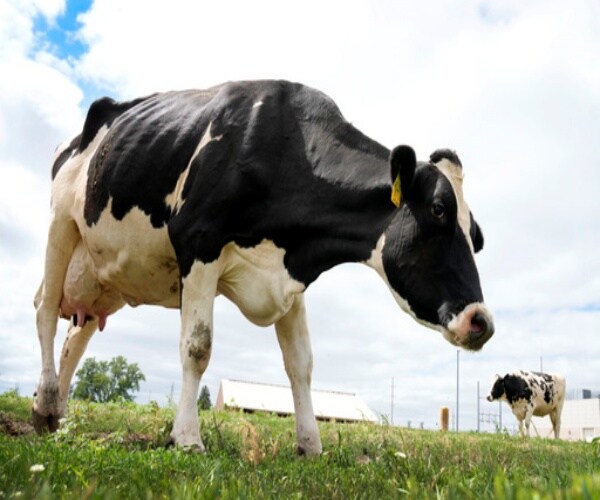 dairy cow on farm