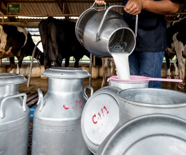 worker poring milk in containers at dairy farm