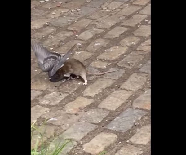 Pigeon Rat, the Original Rodent Internet Star, Takes a Victory Lap