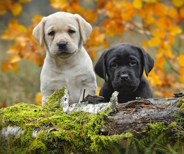 Most Popular Dog Breeds in US Include Labrador, French Bulldog